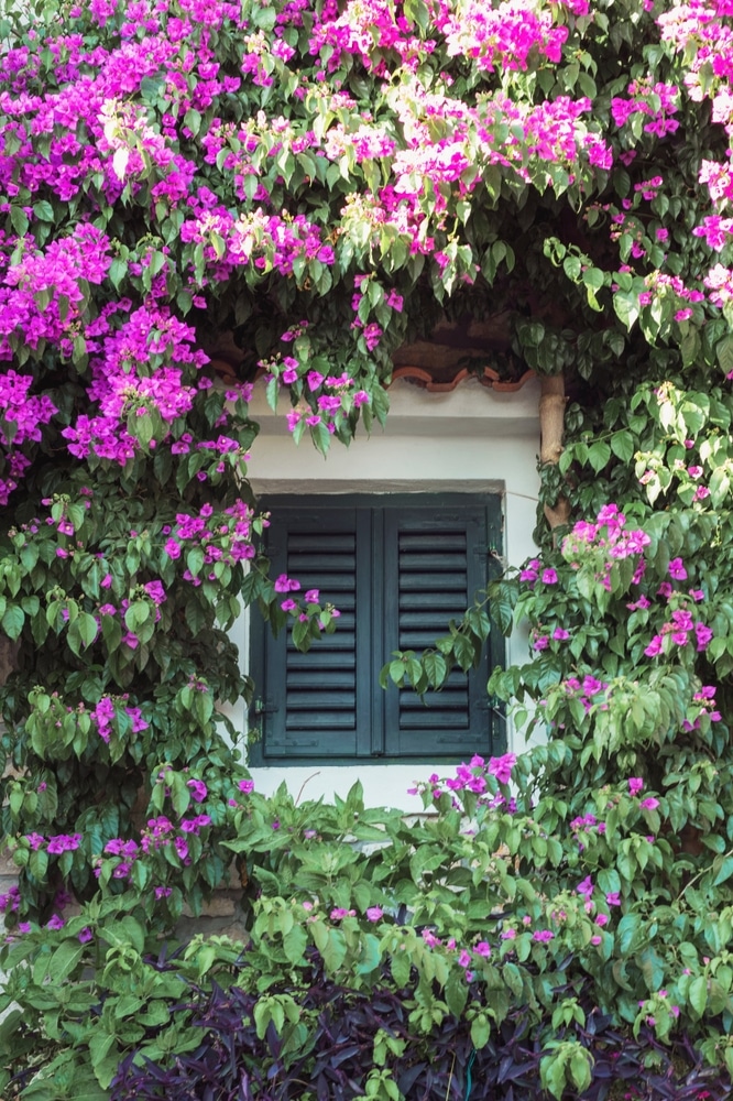 Bougainvillier rose en fleurs autour d'une fenêtre à volets Fenêtre à volets sombres encadrée par un bougainvillier rose éclatant sur une façade blanche.